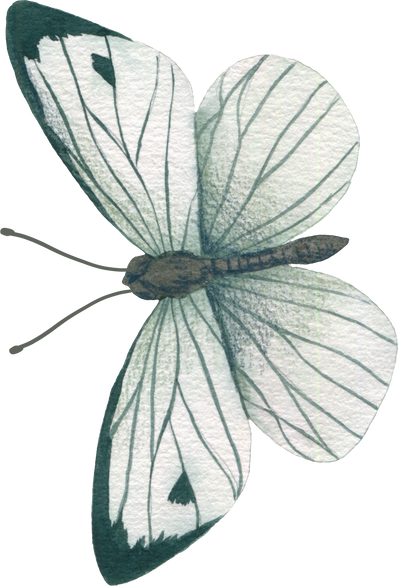 Hand Drawn Watercolor Tiny Butterfly